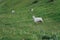 Goats grazing on a summer pasture. Walking on hill slope