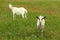 Goats in green field. Animal husbandry