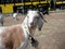 Goats hang out in an overgrown field