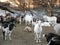 Goats hang out in an overgrown field