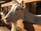 A goats head