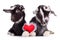 Goats with heart