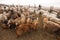 Goats and herdsman in Mongolia