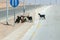 Goats on highway 15 in Jordan