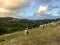 Goats on a hill in Antigua