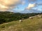 Goats on a hill in Antigua