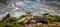 Goats on hills of Chefchouen - Morocco