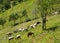 Goats on hillside - rural agriculture scene