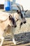 Goats on Icelandic farm