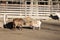 Goats inside a Fenced Farmhouse on a Sunny Day