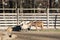 Goats inside a Fenced Farmhouse on a Sunny Day