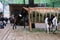 Goats, Kamori breed on the farm eat hay and grass