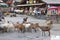 Goats in Les Lindarets or the Goat Village, french mountains