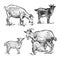 Goats, little goats and lamb. Farm animals set. Isolated realist