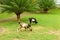 Goats loose on the grounds of a tropical hotel