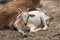 Goats lying resting