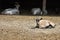 Goats are lying in the sand, one is basking in the sun