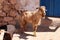 Goats on a market, morocco