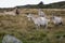 Goats on the meadow. Was seen in Jotunheimen, Norway