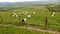 GOATS ON MILL HILL, WEST SUSSEX, UK.