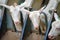Goats are in a modern milking machine and are being milked automatically.