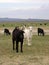 Goats, Mongolian landscape