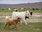 Goats, Mongolian landscape