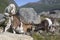 Goats in the mountain, Herdal\'s Farm, Norway