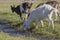 Goats in the mountain, Herdal\'s Farm, Norway