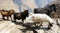 Goats on Mountain Path