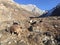 Goats in Muktinath Valley in Mustang District, Nepal in Winter.