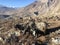 Goats in Muktinath Valley in Mustang District, Nepal in Winter.