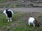 Goats of the myotonic or unconscious breed stand on the farm in the pen for animals. Black and white animals of different ages