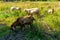 Goats in natural background