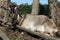 Goats in nature. Portrait of a white goat on a summer morning in the village 4