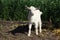 Goats in nature. Portrait of a white goat on a summer morning in the village 6