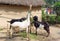 Goats near the house eat grass in the Nepalese village