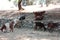 Goats near Saint Achilleios church at Prespes Lake Florina north