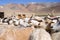 Goats of nomads at Korzok village near Tsomoriri Lake, Ladakh, India.