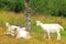 Goats in Norway