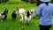 Goats with owner in Thailand