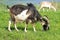 Goats pasture