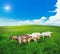 Goats pasture green grass meadow