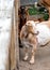 Goats at petting zoo wait for kids