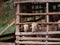 Goats Playfully Gathered in a Charming Wooden Shed