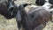 Goats resting in a farm