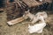 Goats resting on straw bedding behind wattle fencing