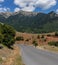 Goats on the roadwayAchaea, Greece, Peloponnese