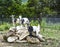 Goats on rock pile