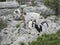 Goats on a rock in Provence on a hill of Alpilles